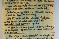 did-you-know-at-corkums-island_33547507764_o