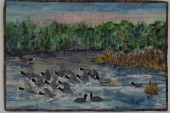 a-commotion-of-coots-cathy-d_51110115105_o